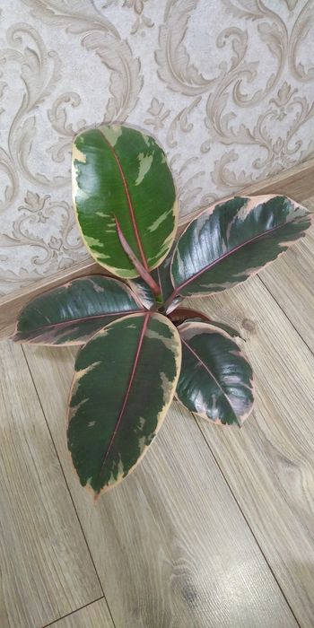 Фікус Тінеке,Бейліз,Абіджан,Шріверіана