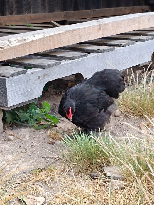 Pekins black lindos