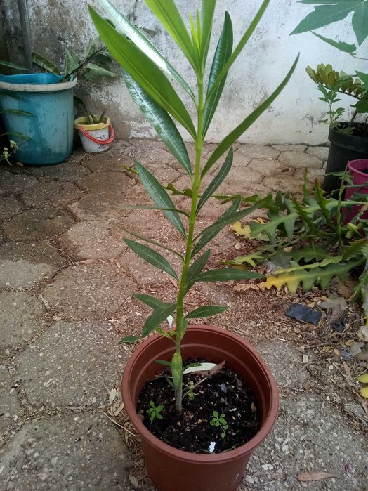 Loendreiros em vaso (oleander)