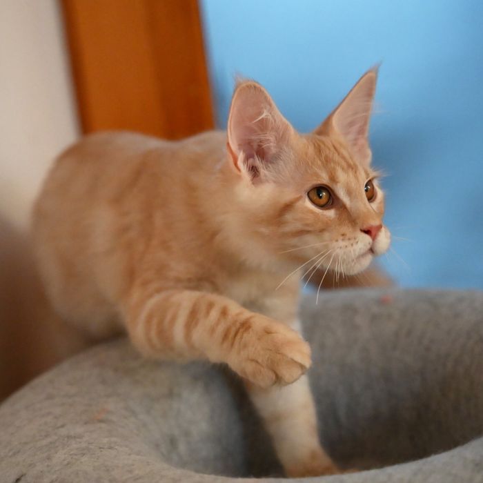 Maine coon kocur FPL opcja hodowlana