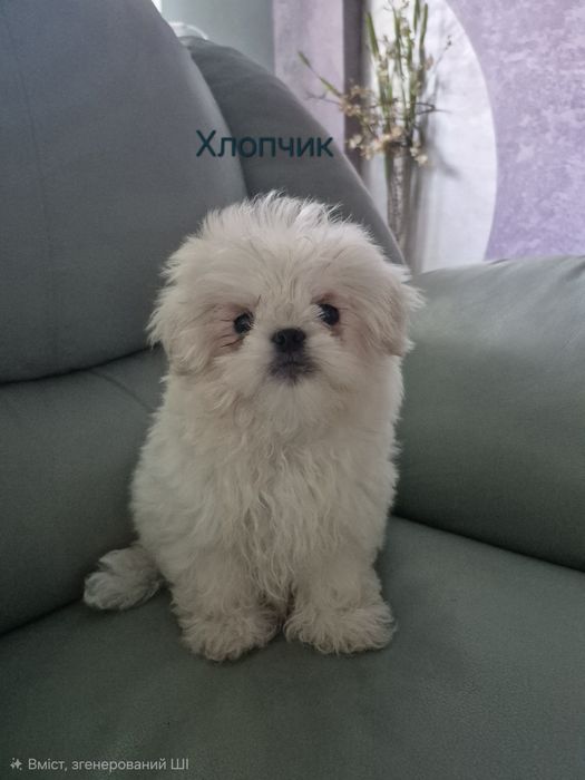 Маленьке щастячко.