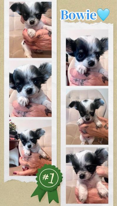 Bowie – mini xs chihuahua długowłosy tricolor