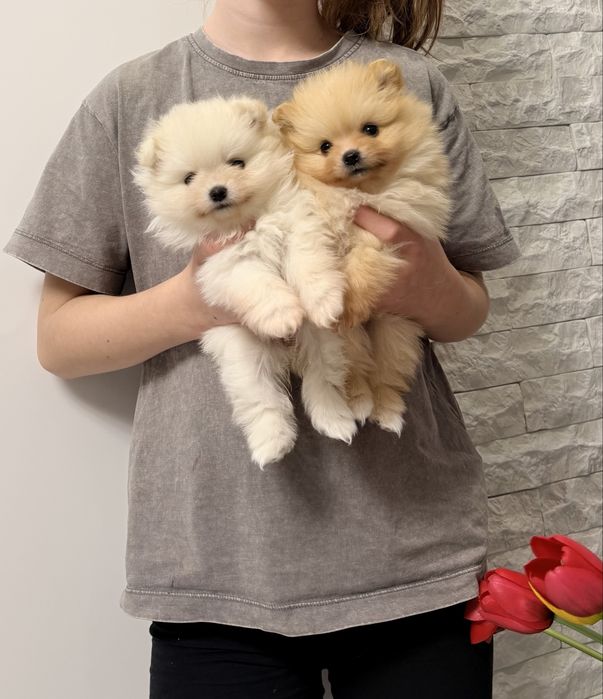 Померанський шпіц хлопчик і дівчатка