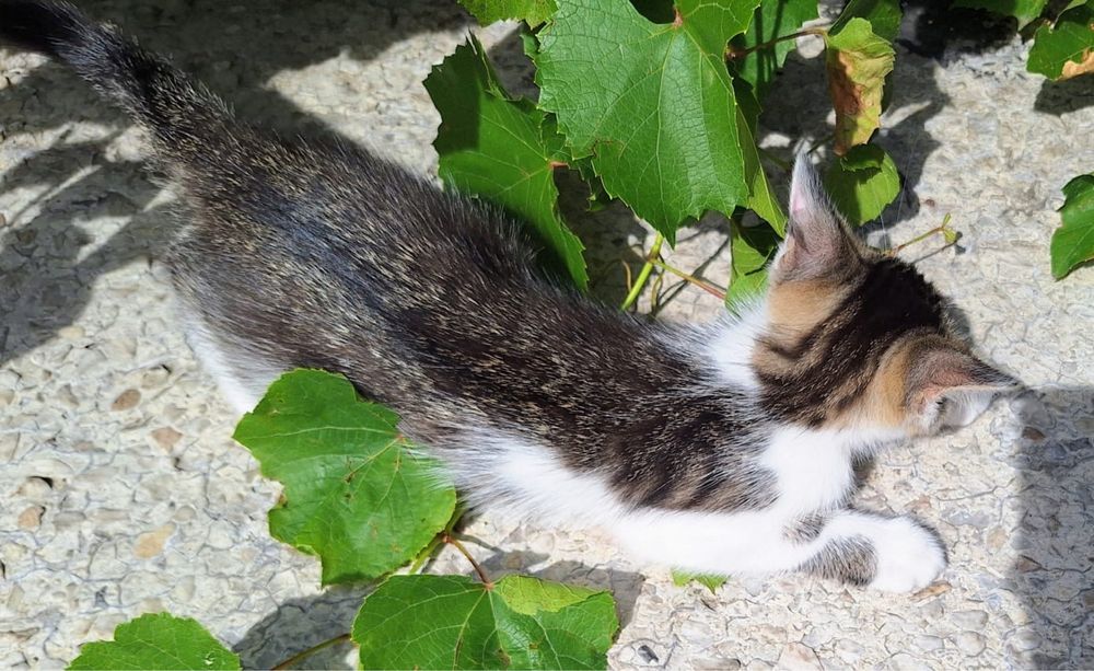 Urocza mala kicia szuka dobrego domu