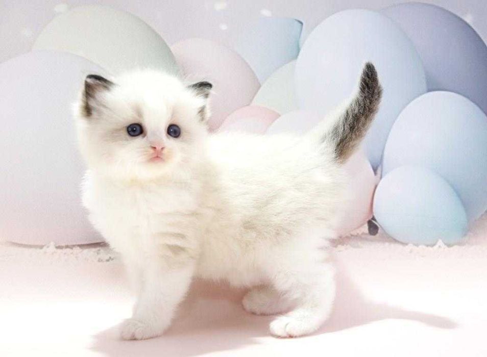 Чарівний блакитноокий котик чарівної породи -Ragdoll