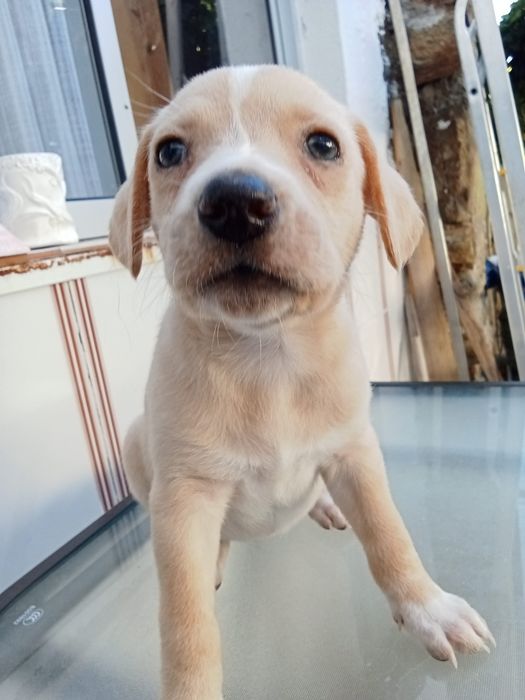 Animais para doação