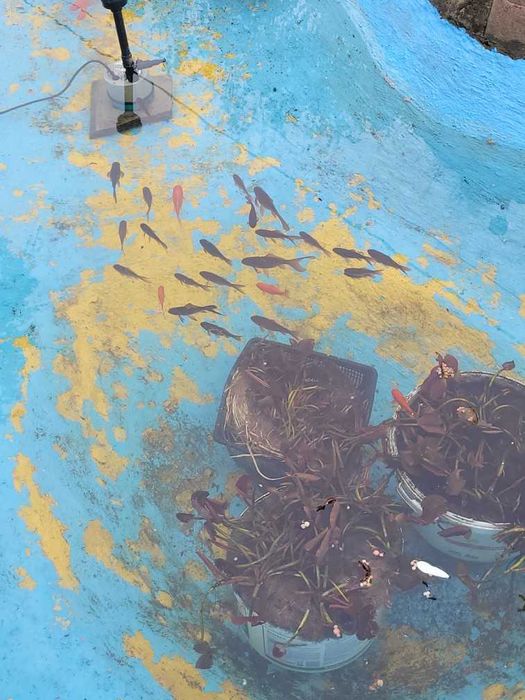 ryby i lilie z oczka