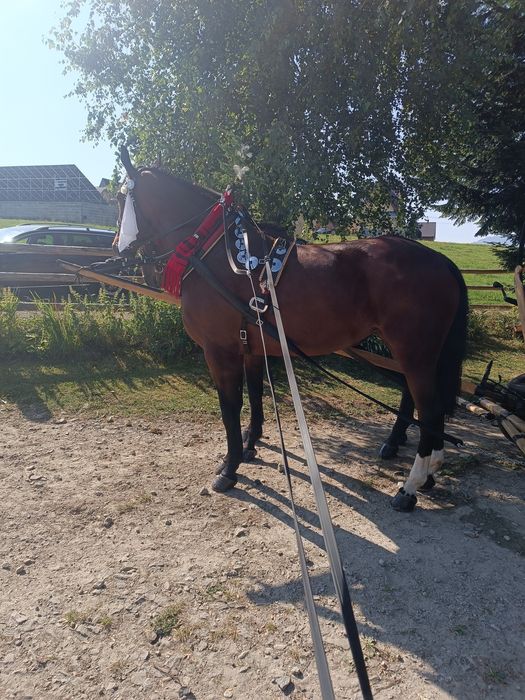 Klacz śląska 4 lata