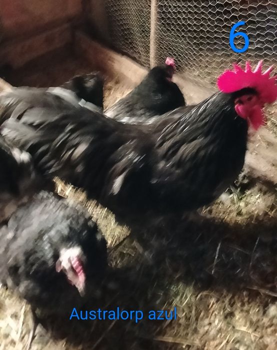 Aves de raça pura.