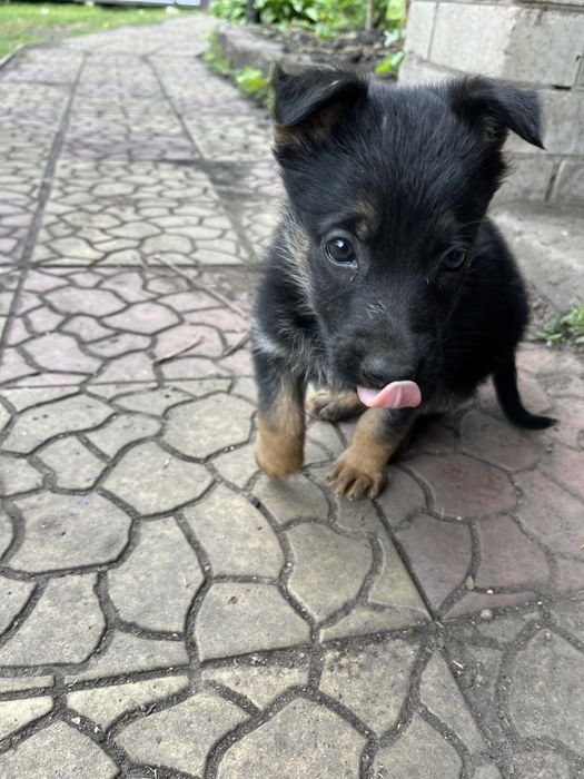 Продам цуценя німецької вівчарки СУЧКА
