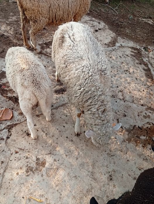 Mudar de pasto Ovelha Hill de Françe com  uma cria