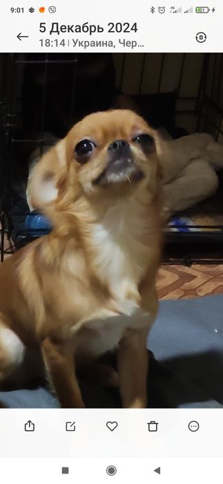 Дівчика Чікобарі