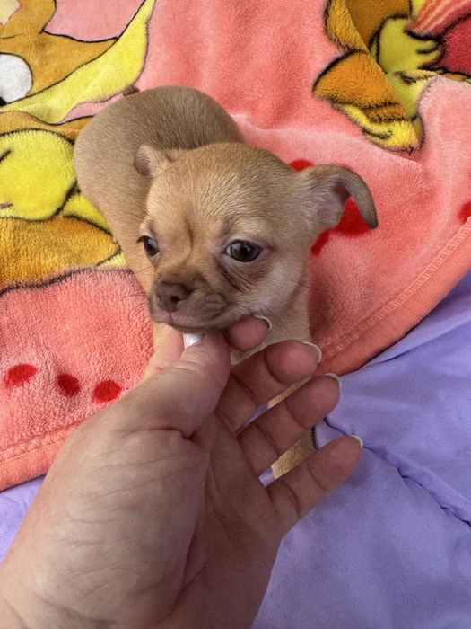 Chihuahua piesek