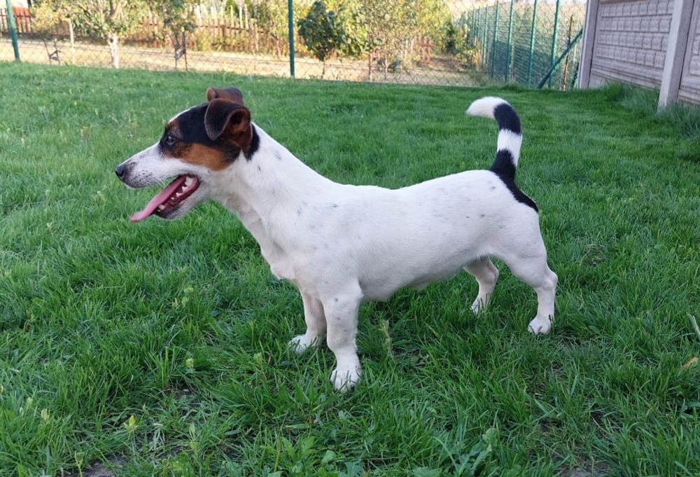 Jack Russell terrier