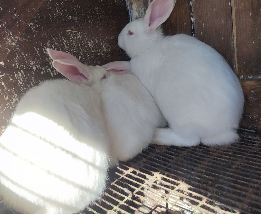 Продам кроликов разного возраста