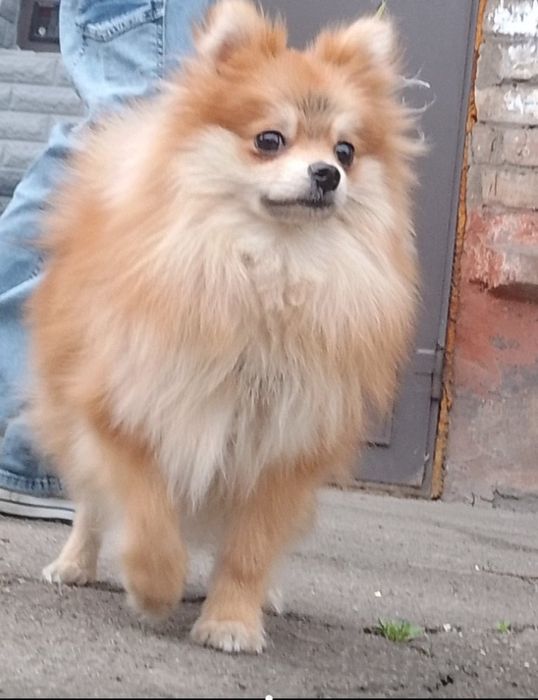 Продам померанського шпица