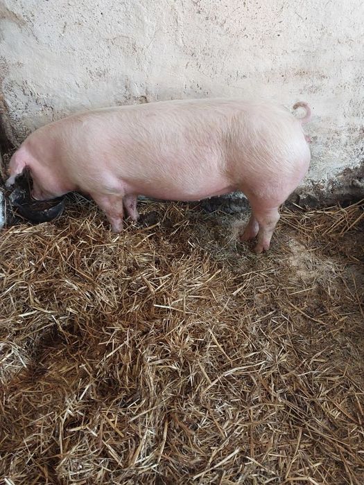 Sprzedam Loszke rasy PBZ