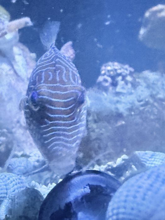 Canthigaster Solandri