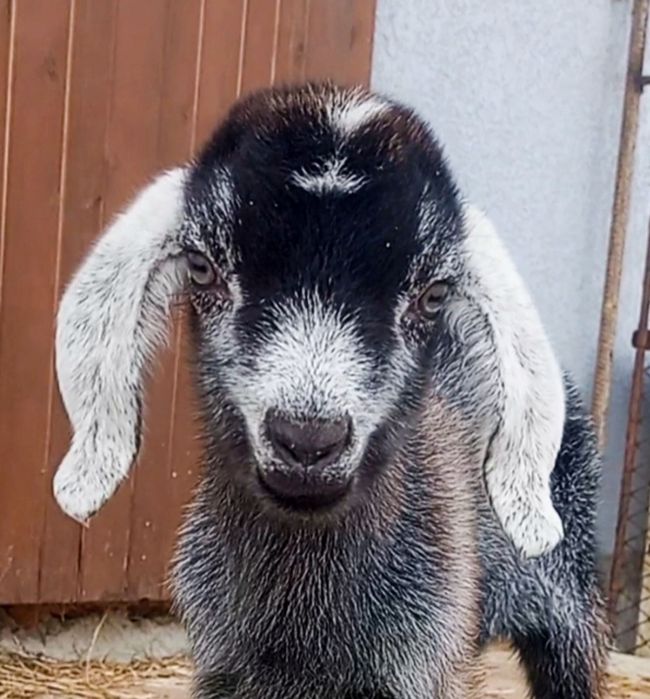 Процентна англо-нубійська кізочка.