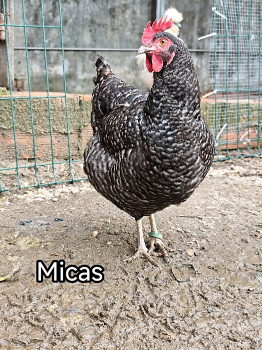 Mix ovos galados