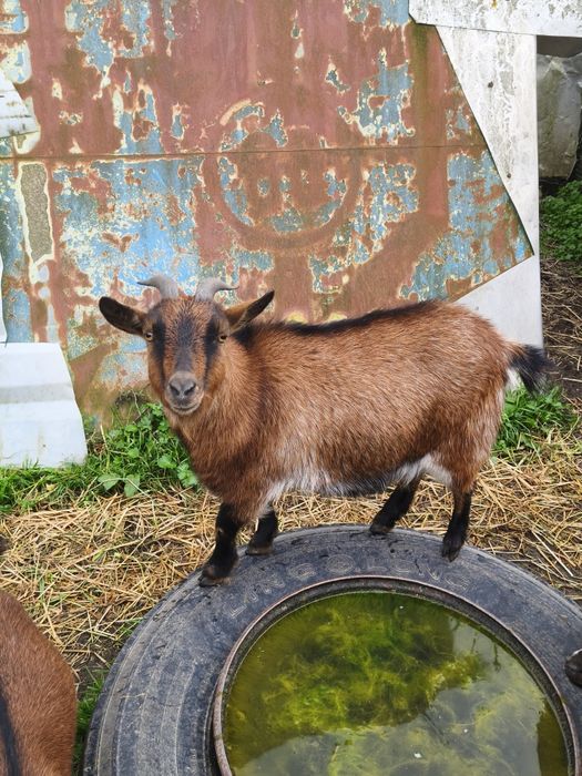 Cabra anã fêmea 2 anos