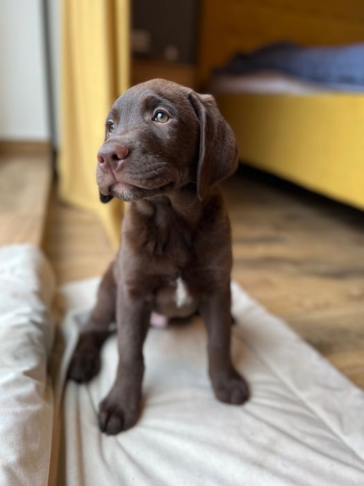 Цуценята лабрадору шукать сімʼю