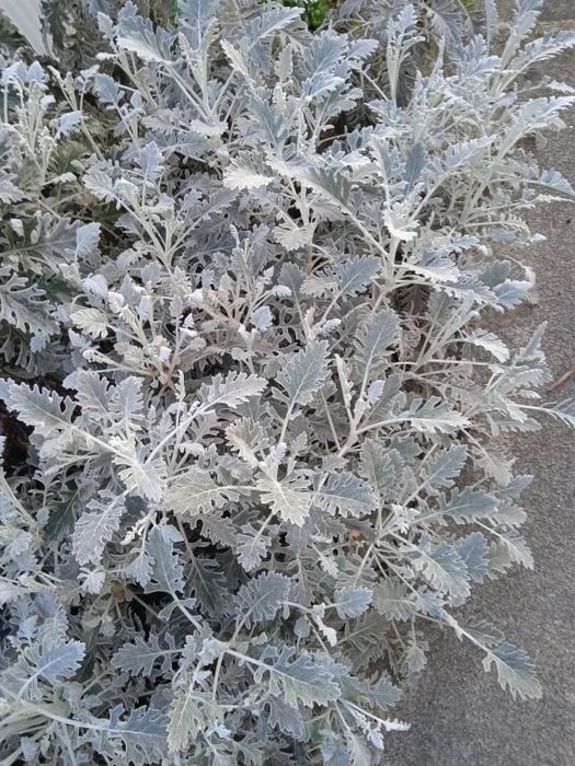 Vendo flores naturais para fazer arranjos