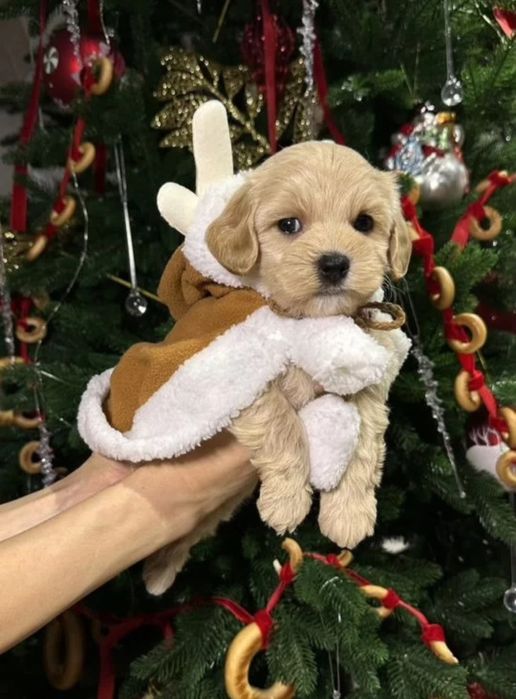 Мальчики и девочки Мальтипу