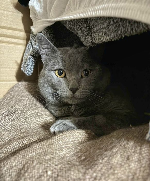 Гарний котик метис кастрований