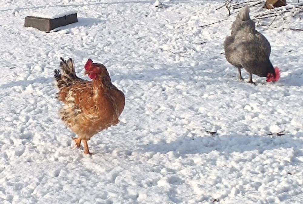 Ухейилюй Люйкедандзи, Маран, R3A.