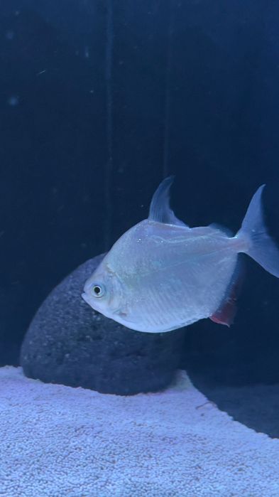 Peixes silver doller