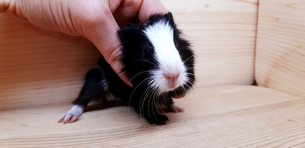 Морские свинки,клетки,корма,аксессуары