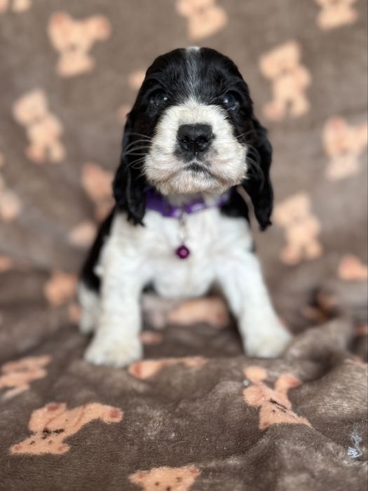 Piesek cocker spaniel angielski szczeniak