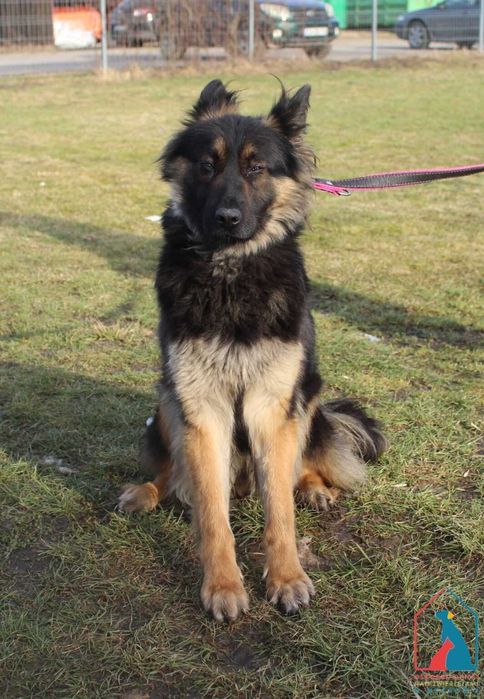 Młoda sunia Azana szuka domu