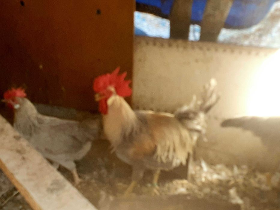 Galinhas leghorn  leghorn  Isabel..