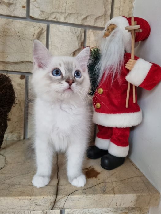 Towarzyski kotek  z legalnej hodowli FPL po Intern. Championie