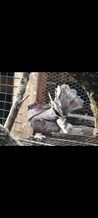 Várias raças de pombos