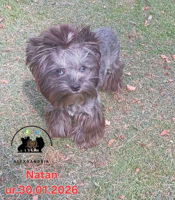 Yorkshire terrier Chłopczyk Natan