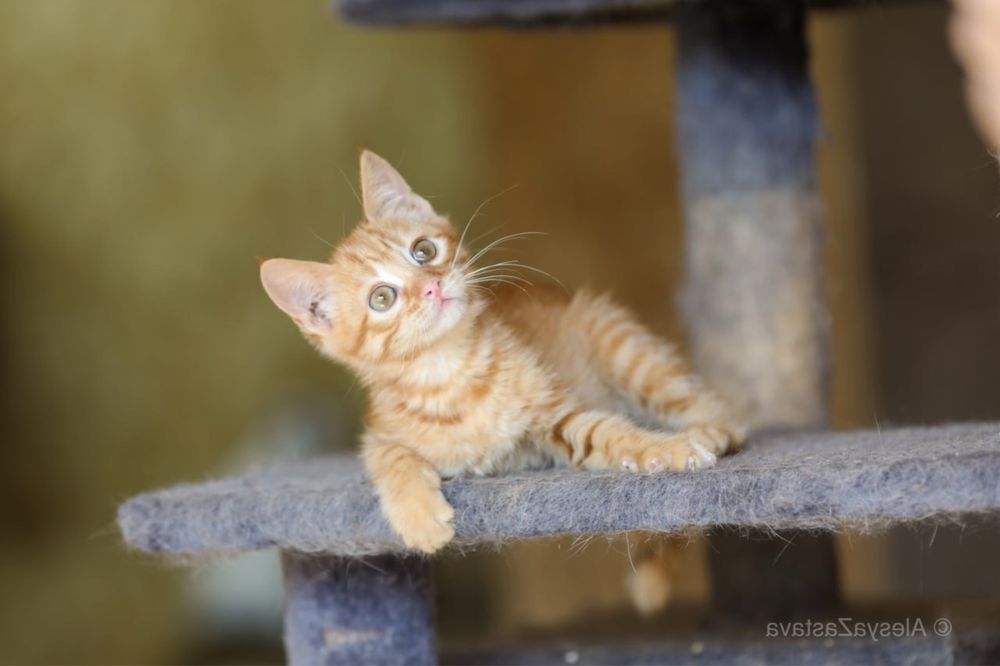 Геля 4 мес, кошечка смешной носик