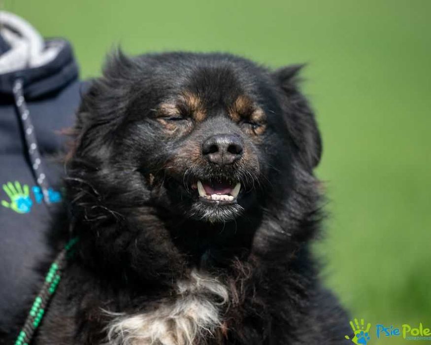 Psiak NERWUSEK szuka domku!