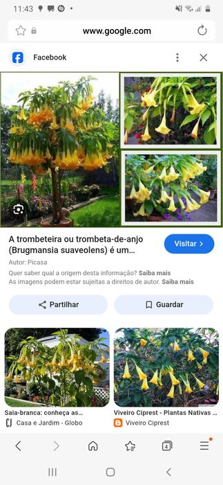 Plantas de trombeteira