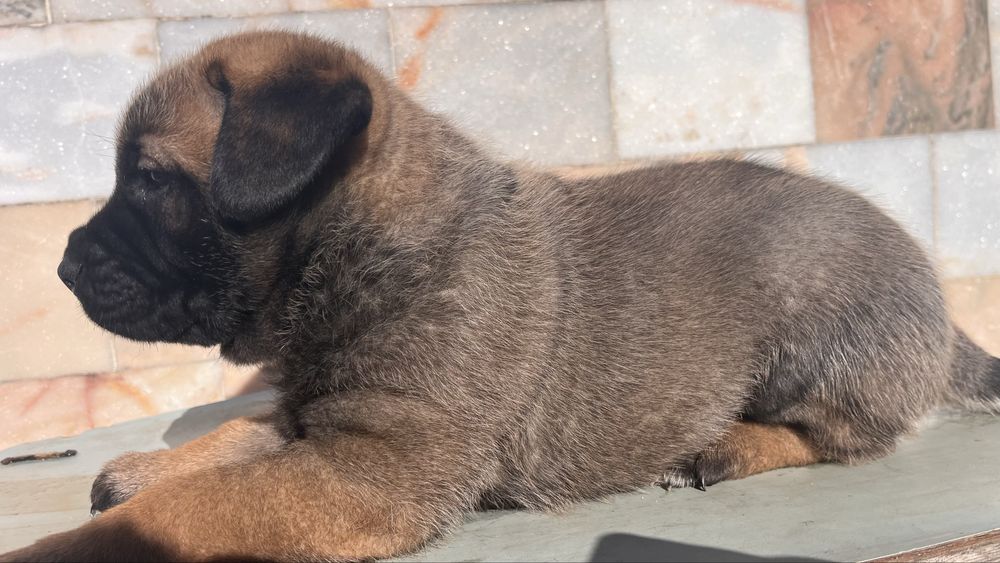 Adoçaão Dois machos Pastor alemão/Belga