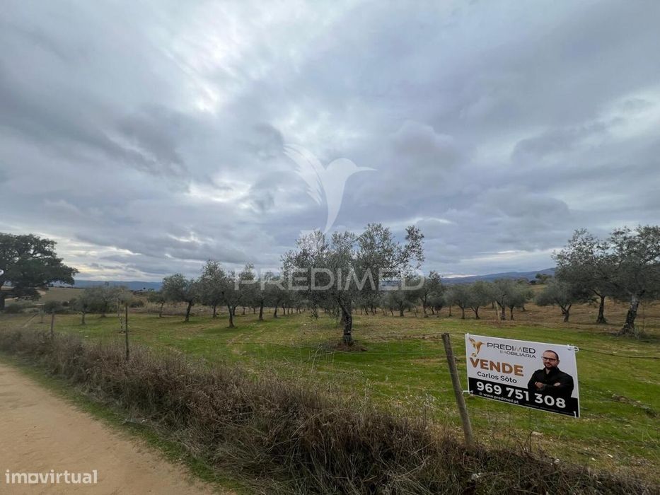 Terreno em Morais com olival e terreno para cultivo