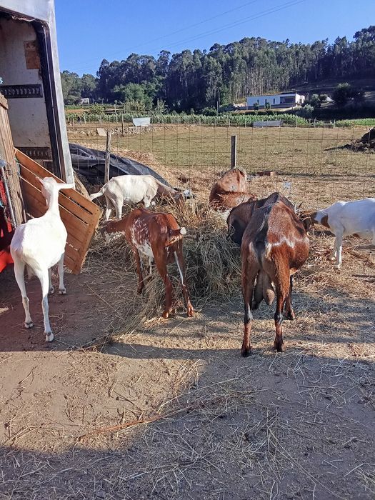 Cabras disponíveis para venda