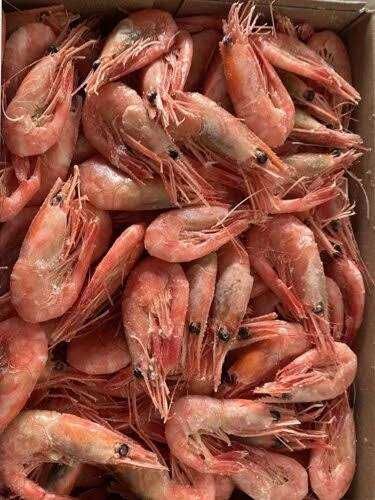 Продам живые свежие раки между наличие креветка рыба