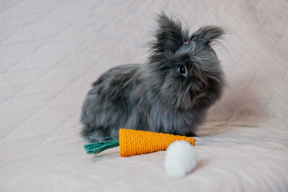 uroczy króliczek do adopcji sie poleca