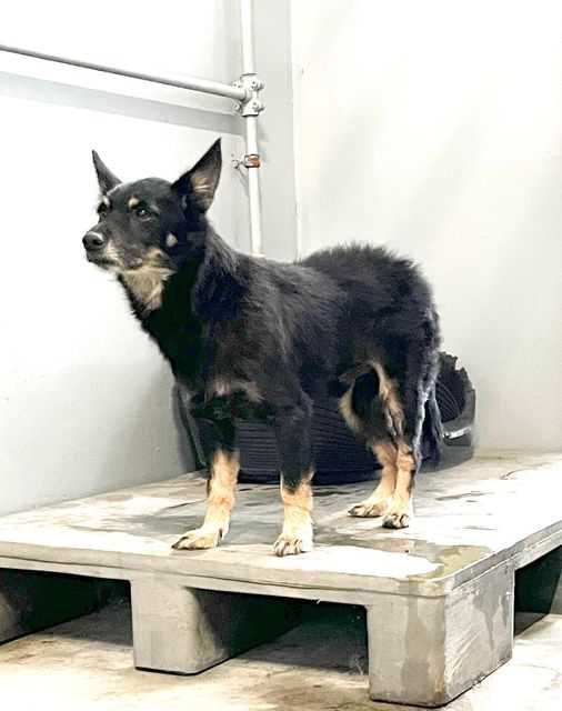 Znaleziono psa - Słupsk