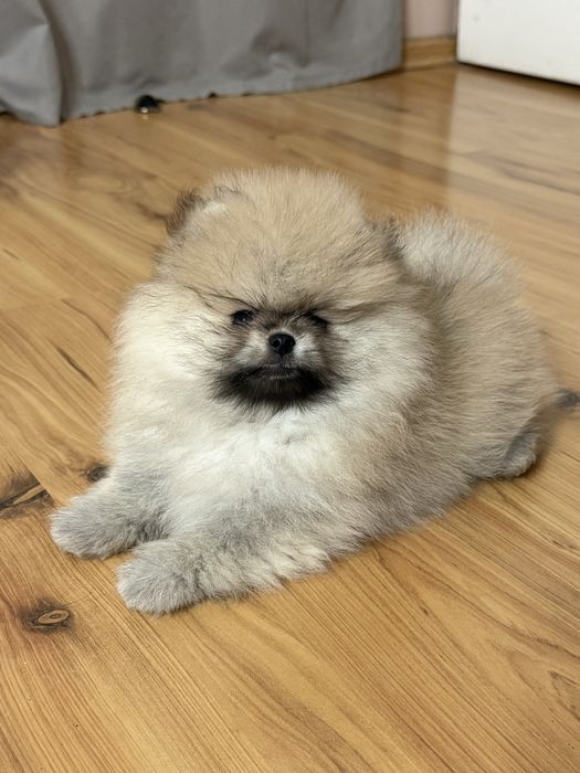 MILO cudny szpic miniaturowy pomeranian