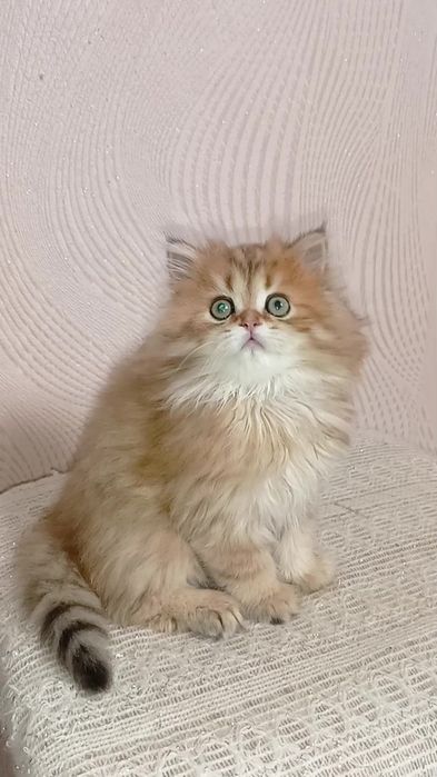 Породисті кошенята золота шиншила хлопчик прямовухий