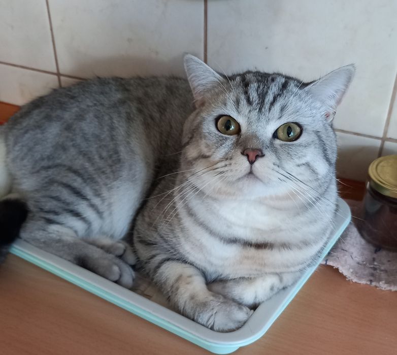 Шотландський красень